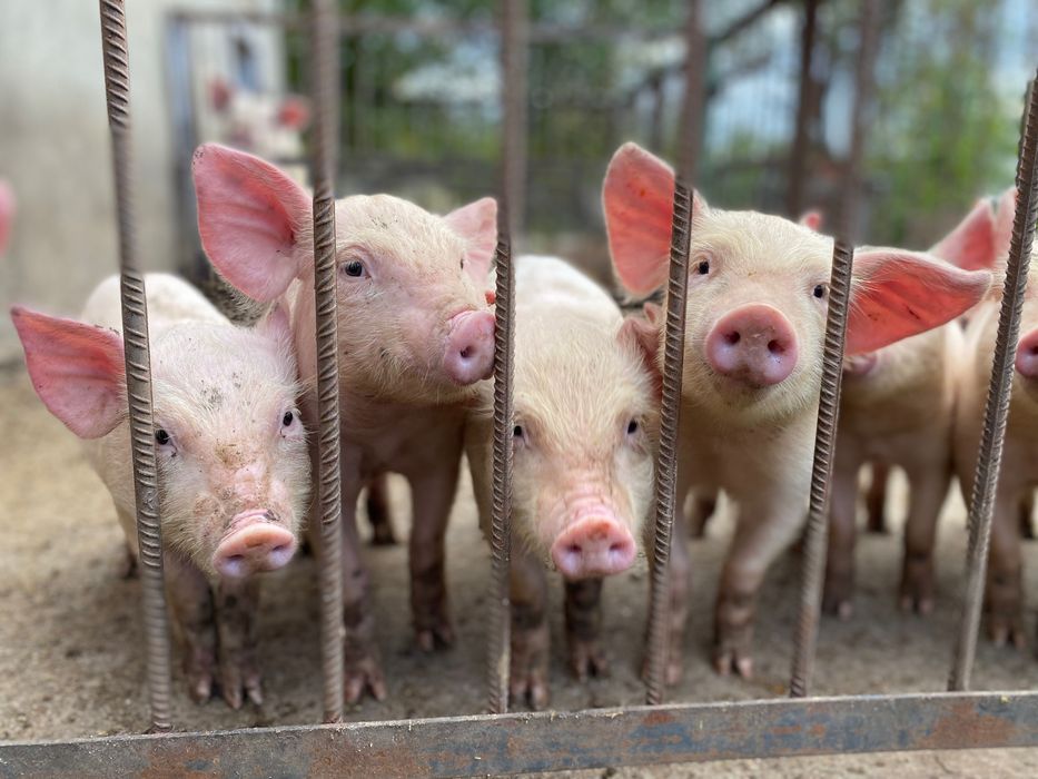 Продам поросят , вік - 2 місяці