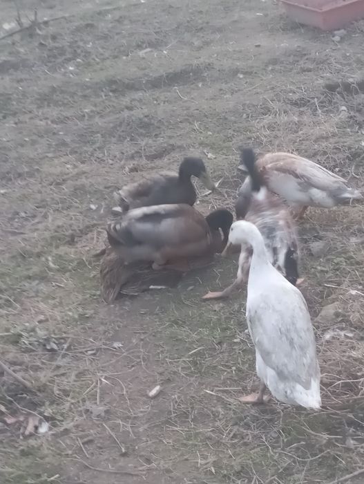 Kaczki biegusy pogromcy ślimaków jaja do wylęgu a także młode kaczki