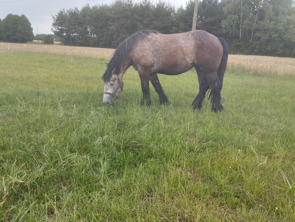 Sprzedam klacz źrebną