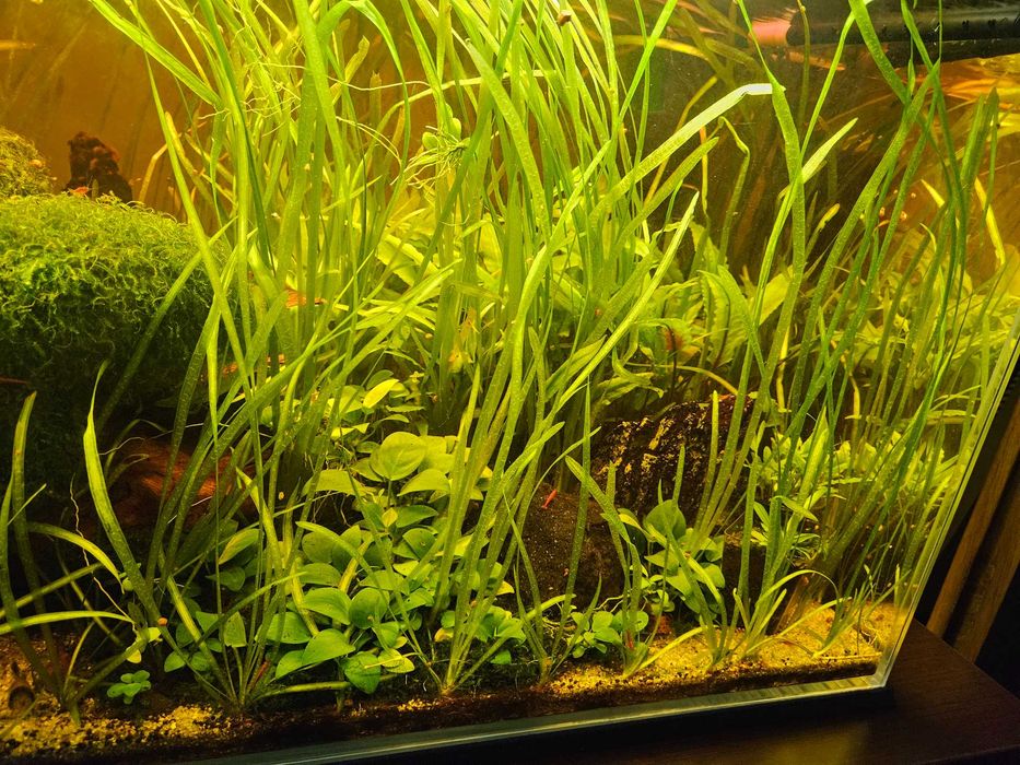 Vallisneria spiralis