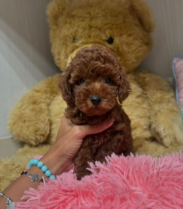 Малиш неймовірний красунчик.той пудель