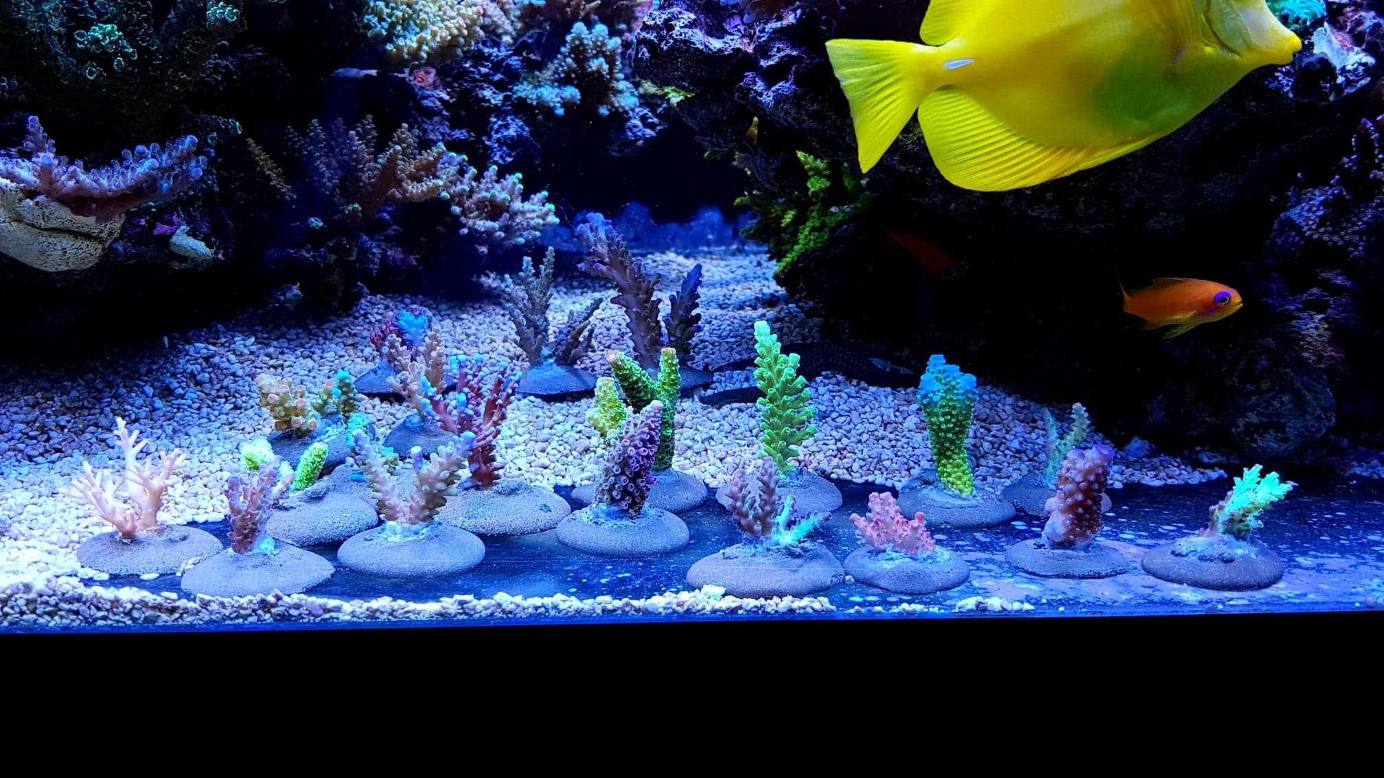 Acropora strawberry koralowce sps szczepki akwarium morskie