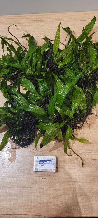 Mikrozorium oskrzydlone, mikrozorium skrzydlate