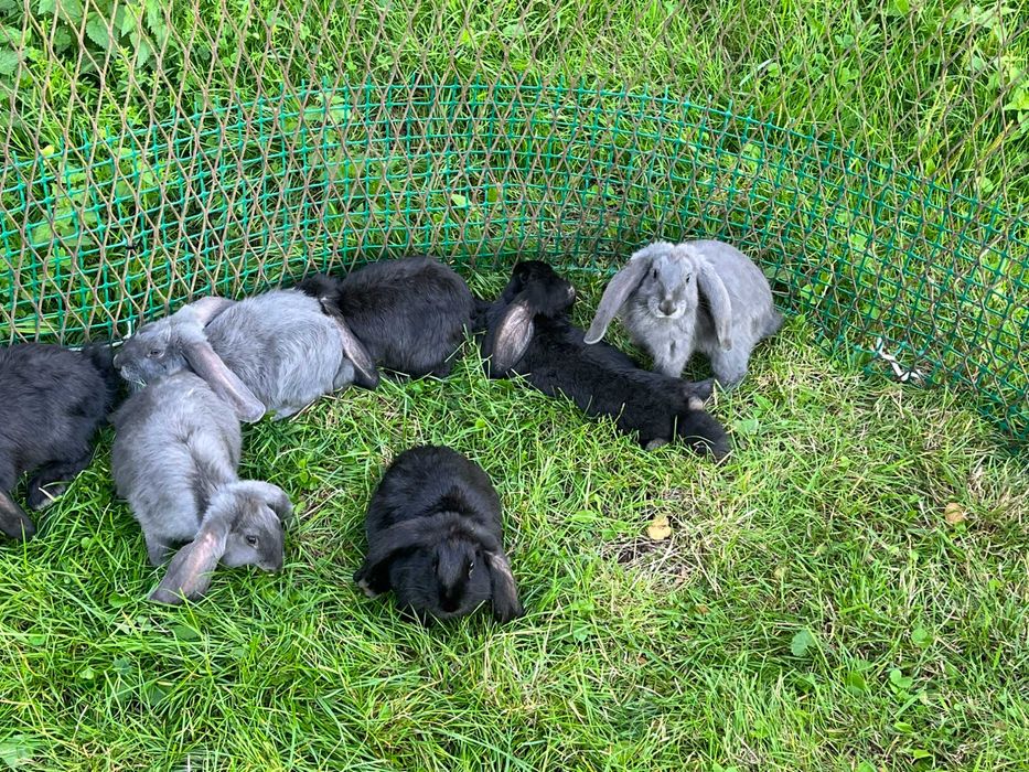 króliki barany francuskie 3 miesięczne samice i samce