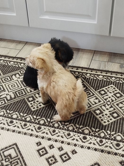 Песик маленької породи