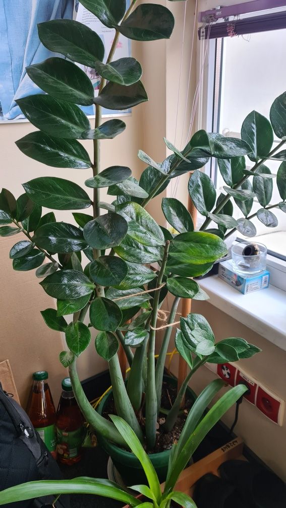Zamioculcas  Zamiokulkas duży 100cm