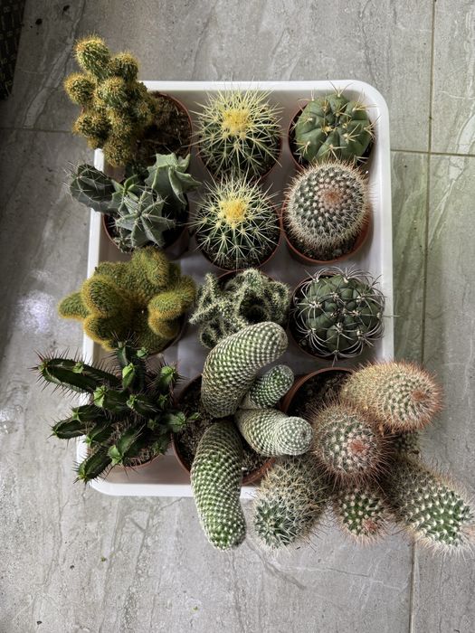 Сукуленти Суккуленты кактус эхеверия красула седум литопс кактус