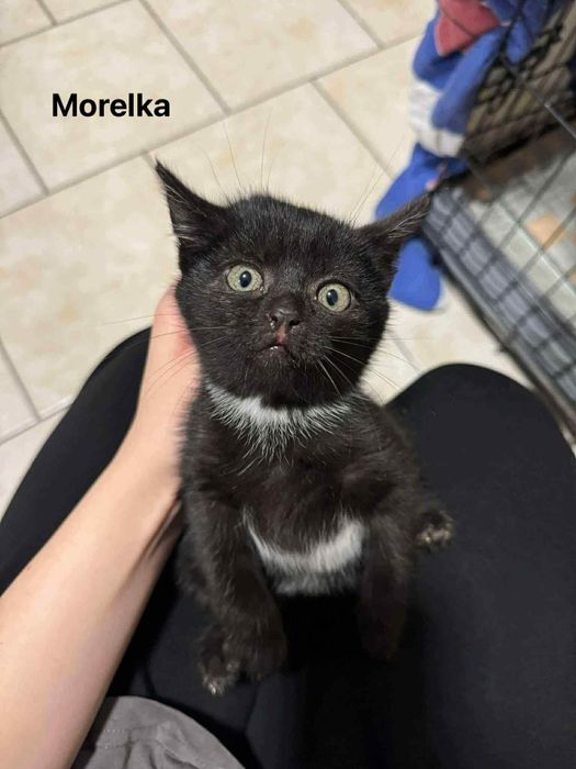 Trzy kocie siostry czekają na dom