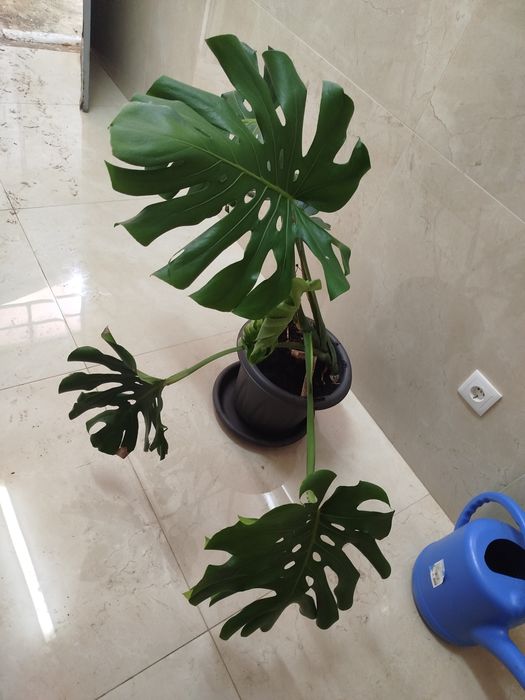 Planta natural grande, monstera deliciosa costela de Adão