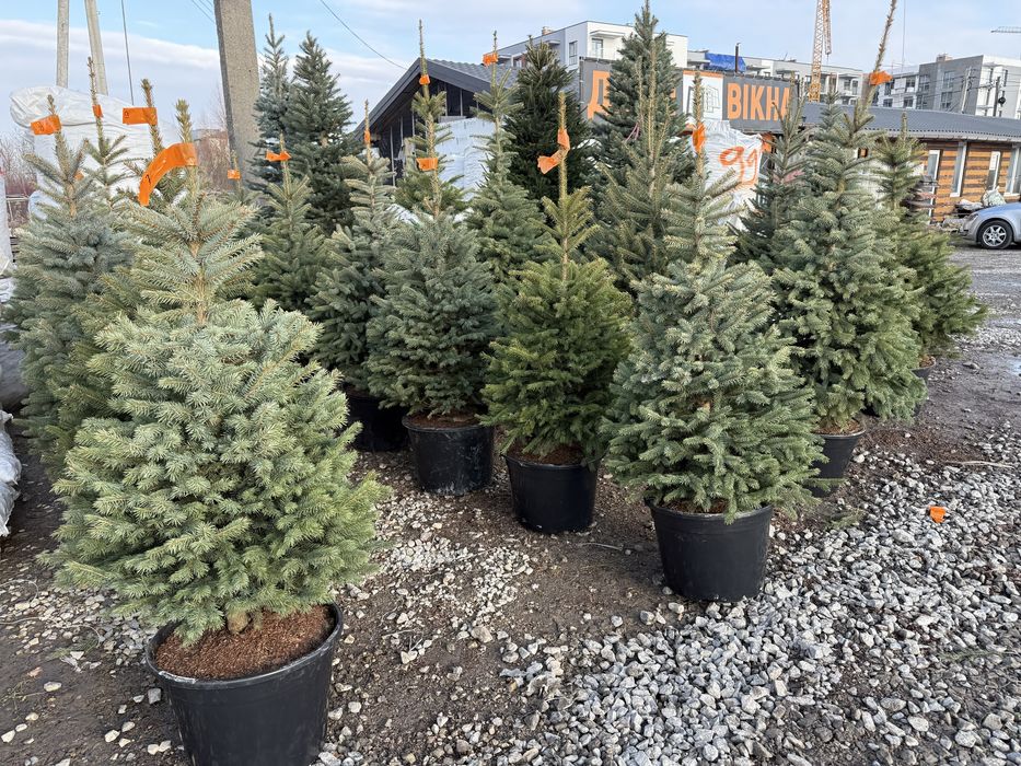 Ялинки живі в горщику Кейбаб,Новорічні Ялинки