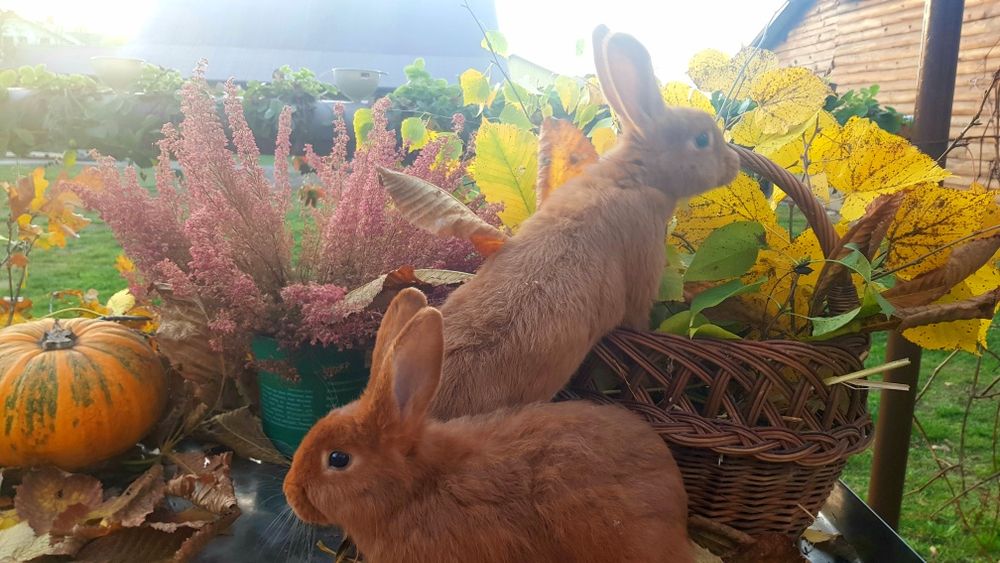 Królik / króliki Nowozelandzki Czerwony - NC !