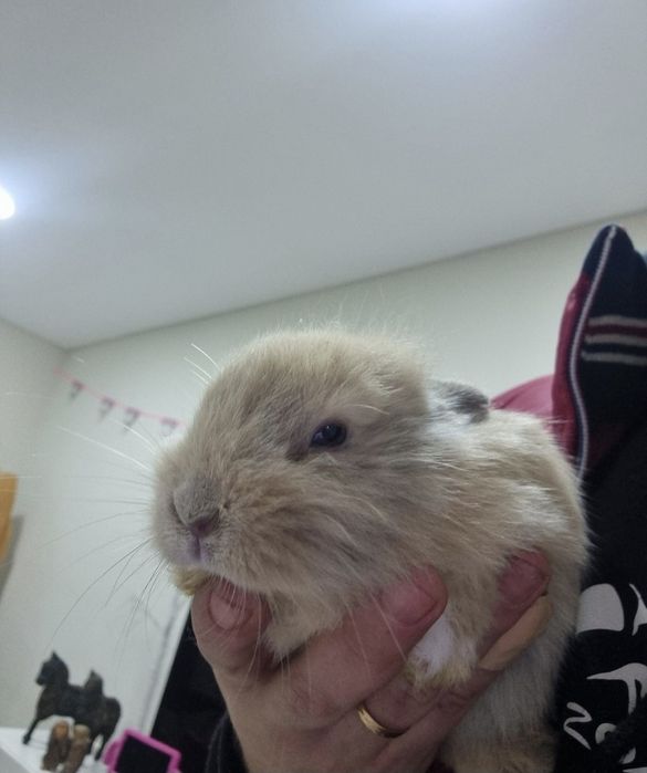 Coelhos anões/ orelhudos