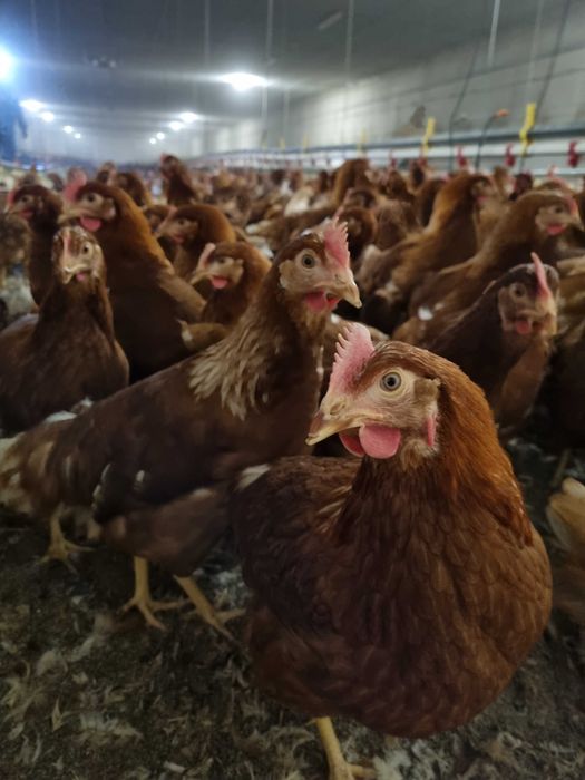 kury nioski TETRA MESSA BOVANS młode z jajkiem dowóz