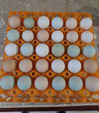 Інкубаційне яйце різнокольорове