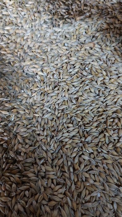 Jeczmień ozimy sprzedam