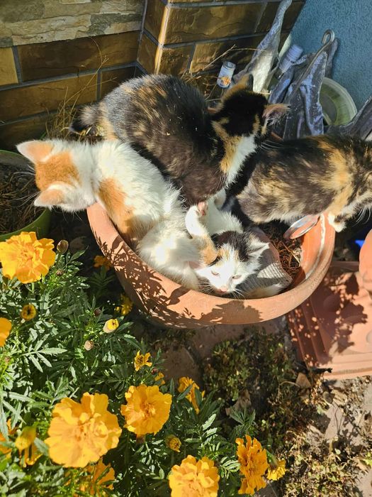 Kotki ,Kot oddam w dobre ręce