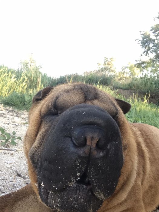 Вязка Шарпей(мальчик)