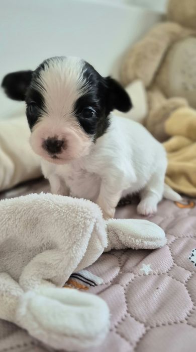 PAPILLON szczeniak ZKwP/FCI spaniel kontynentalny miniaturowy