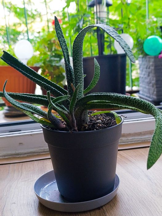 Gasteria acinacifolia
