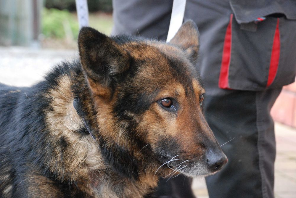 Behemot - piesek do adopcji