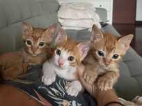 Gatinhos amarelos com 2 meses para adoção responsável