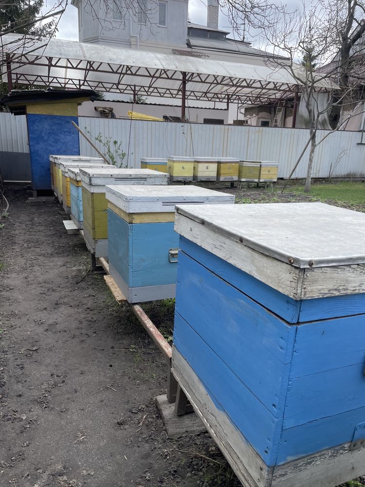 Пасіка вулики з бджолами вулики дадан на 24 рамки двохкорпусні