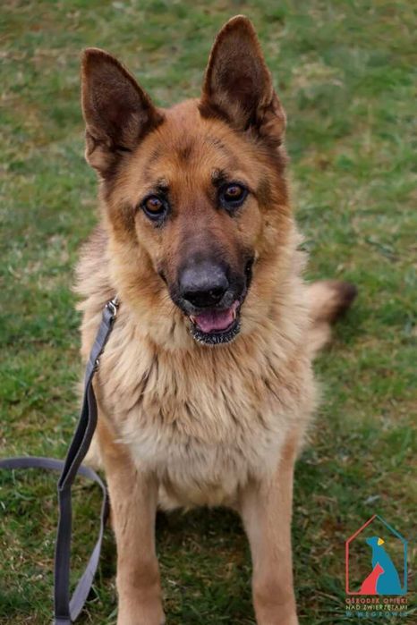 Piękna sunia owczarka niem. - spokojna, łagodna, delikatna - adoptuj