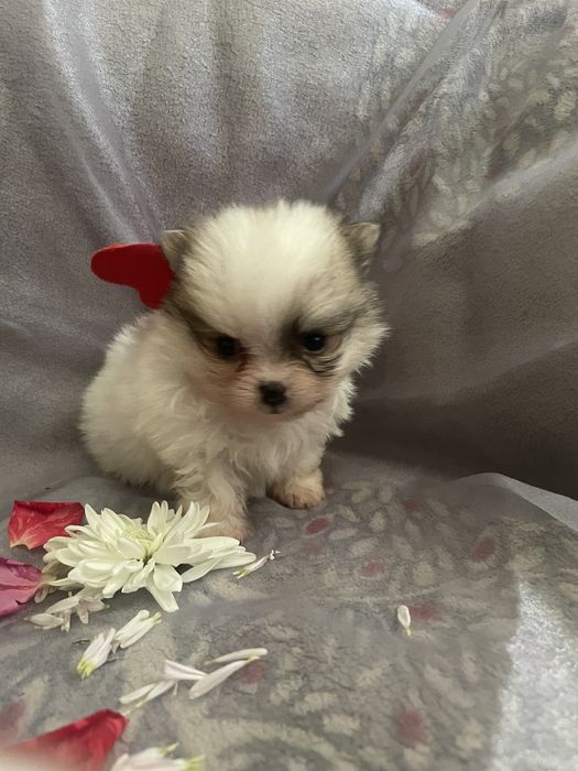 Мини Померанский Шпиц Окоас Патиколор | Мальчик