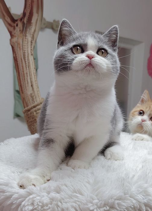 Bebê scottish straight bicolor