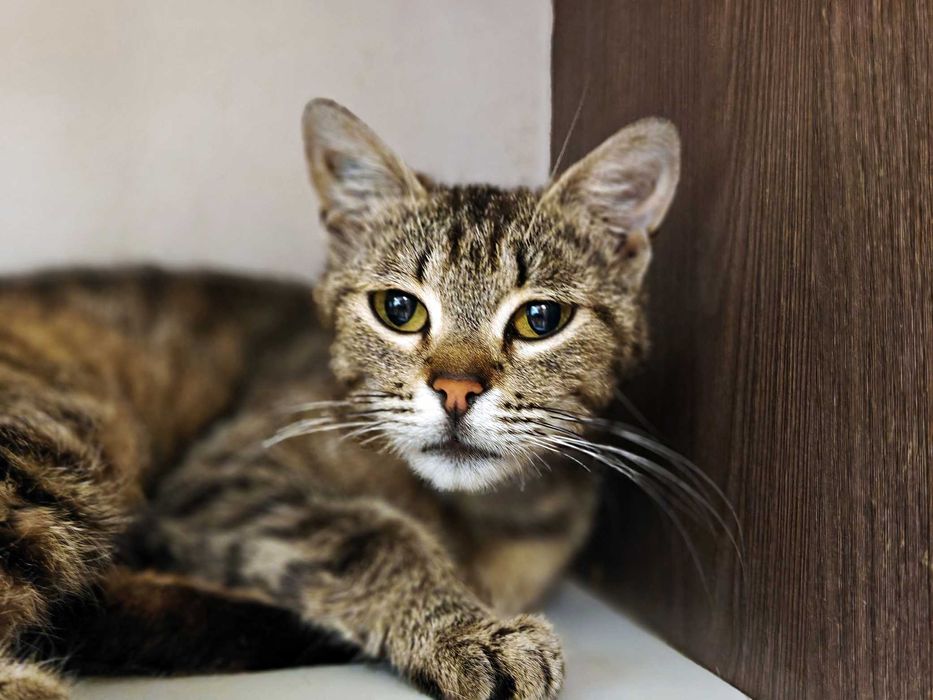 Няшна і ніжна кішечка Квітя (10 міс) чекає на свою людину! Кіт, кішка