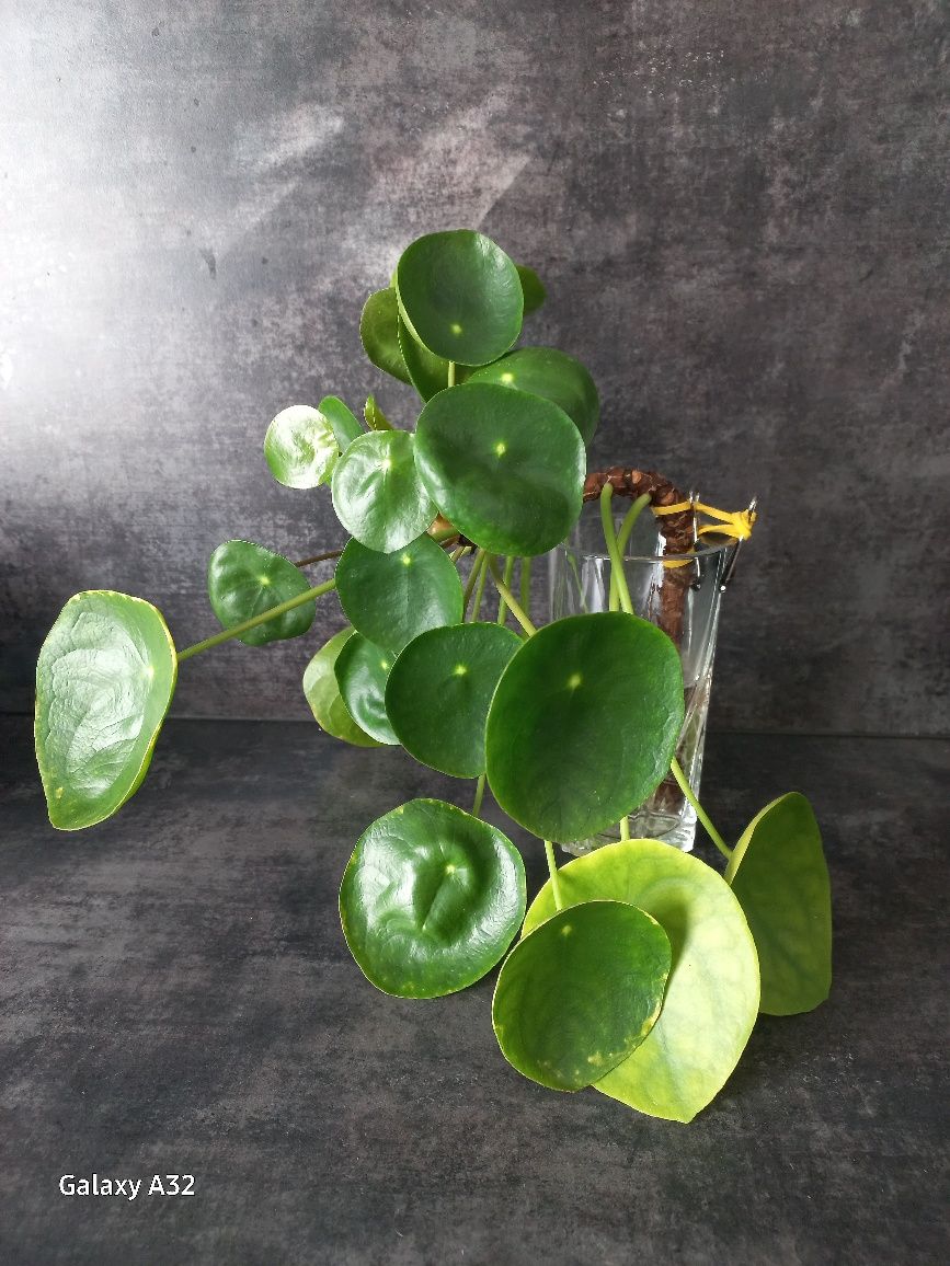 Sadzonka Pilea/Pieniążek