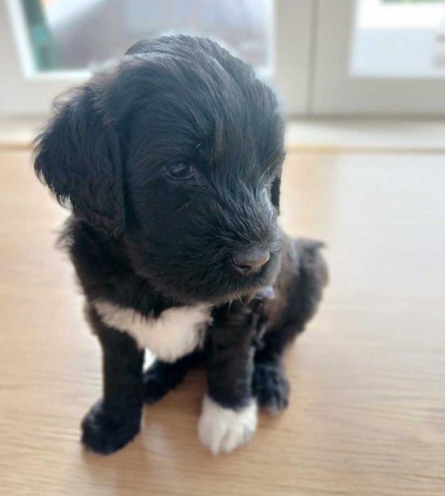 CÃO DE ÁGUA PORTUGUÊS