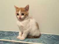 Котик ищет семью