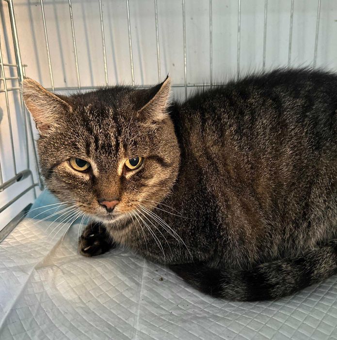 Do adopcji kocurek bury około 5 lat