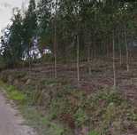 Terrenos florestais próximos de Anadia
