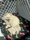 Szpic miniaturowy, pomeranian ZKWP FCI wystawowy