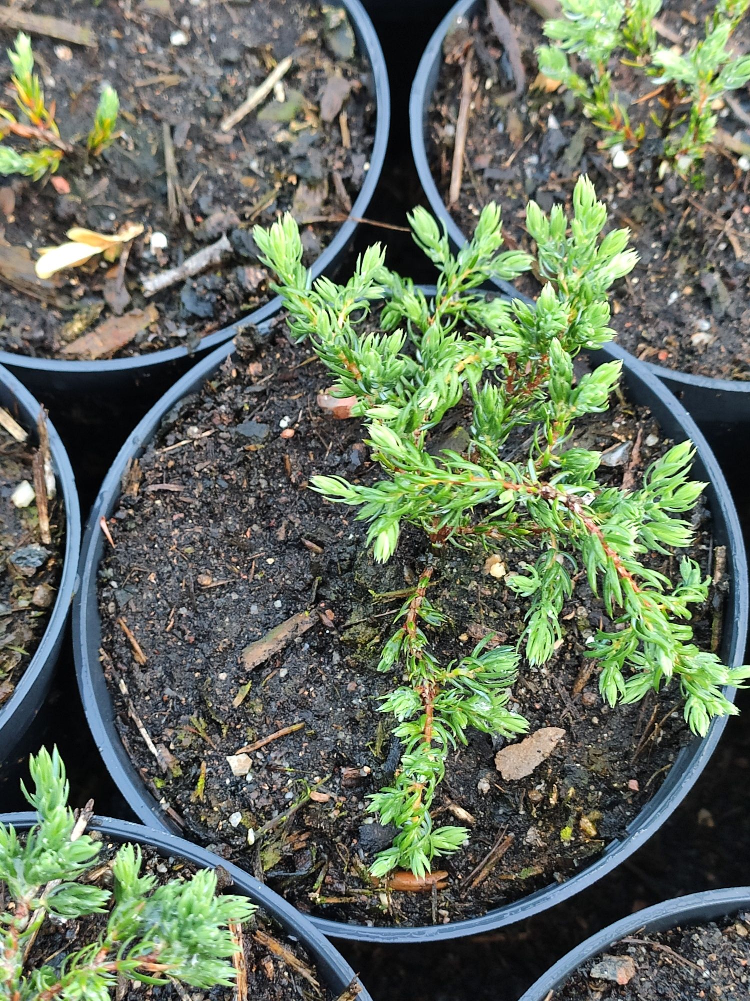 Juniperus communis Repanda