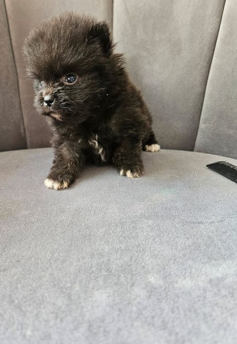 Pomeranian boo aktualne