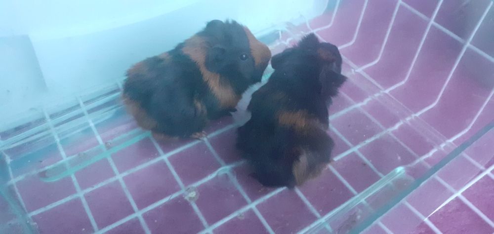 Świnka morska kawia domowa