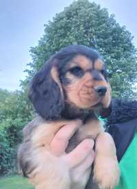 Cocker Spaniel Angielski