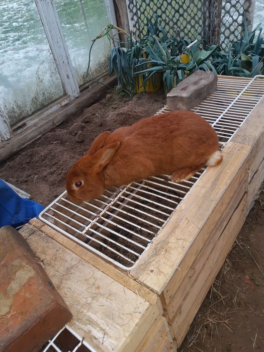 Króliki nowozelandzkie czerwone