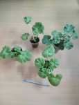 sadzonki pelargonii odmianowej
