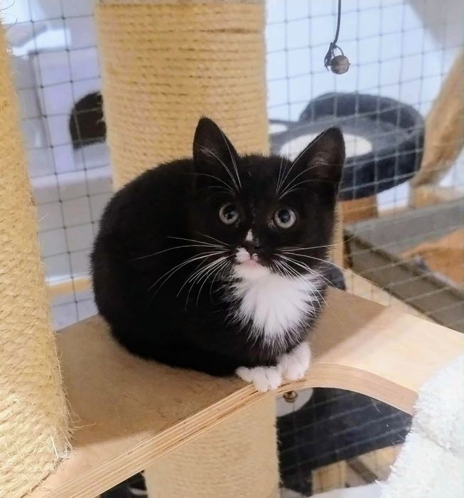 Cudna i piękna Malinka do pokochania,adoptuj,uratuj,grzeczny kociak