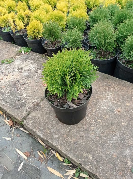 Tuja 'Danica' doniczka 3L