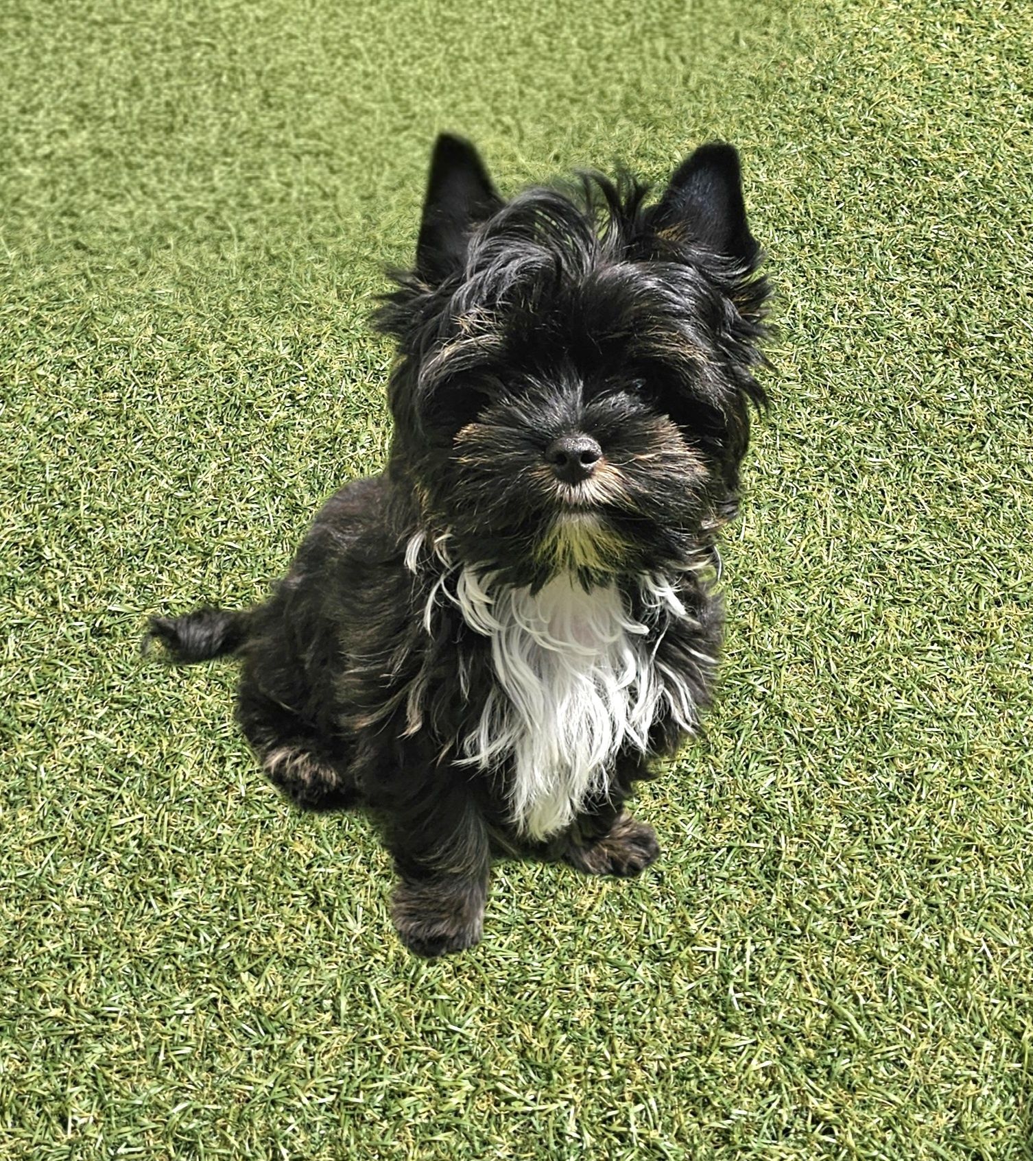 York piesek Yorkshire terrier