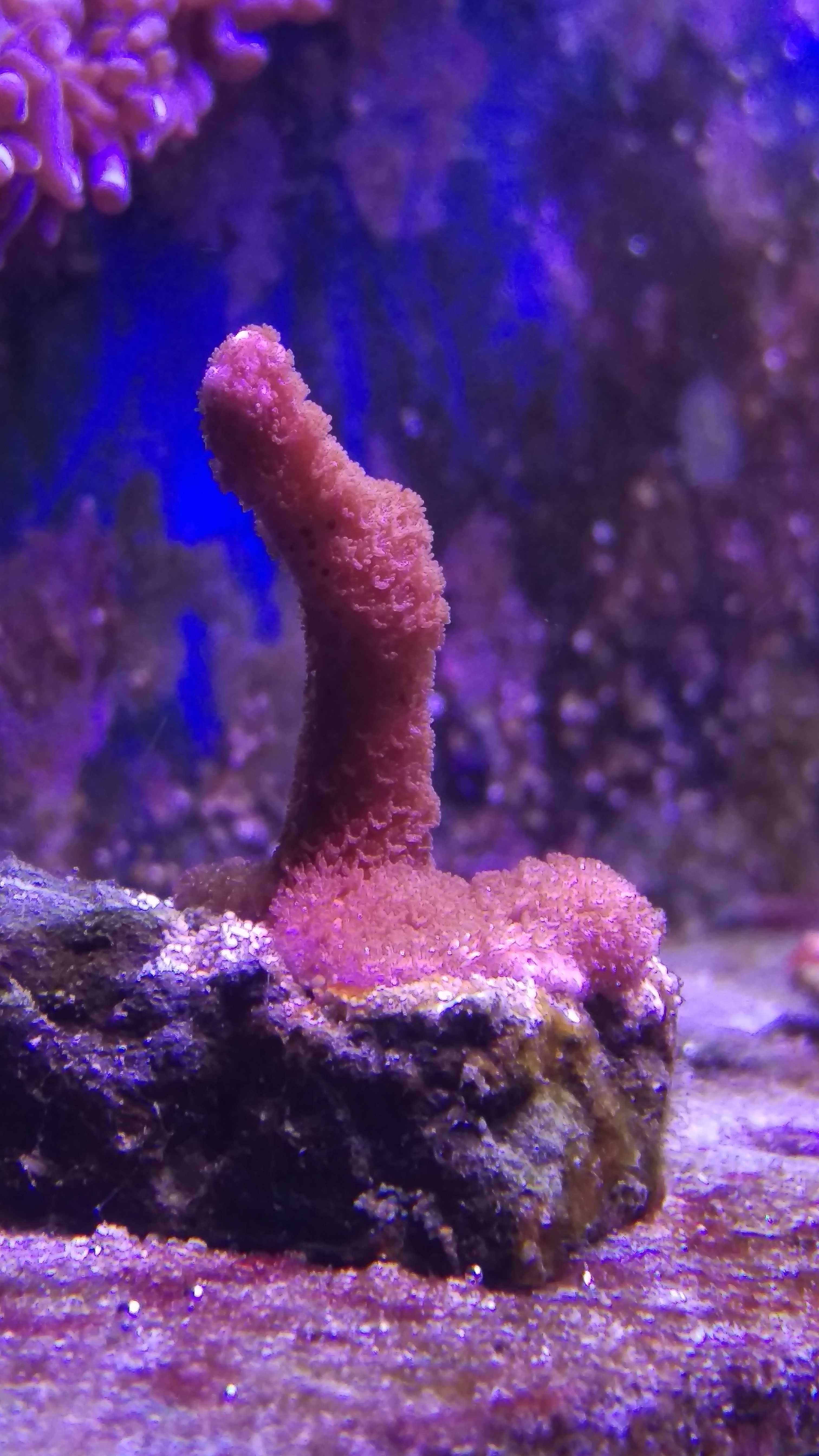 akwarium morskie-korale