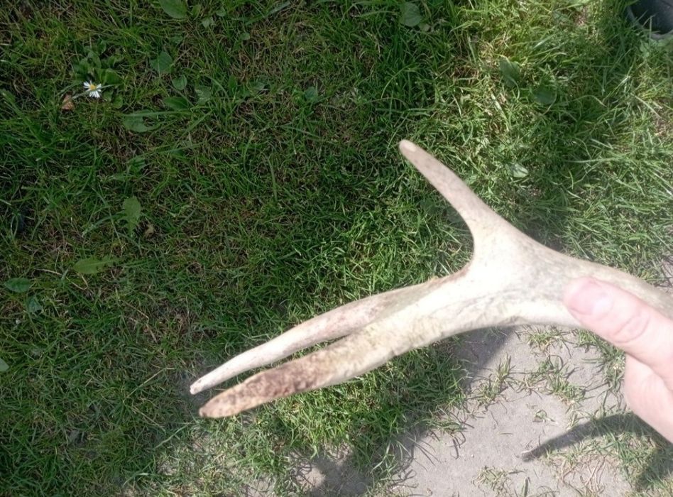 Poroże jelenia sprzedam