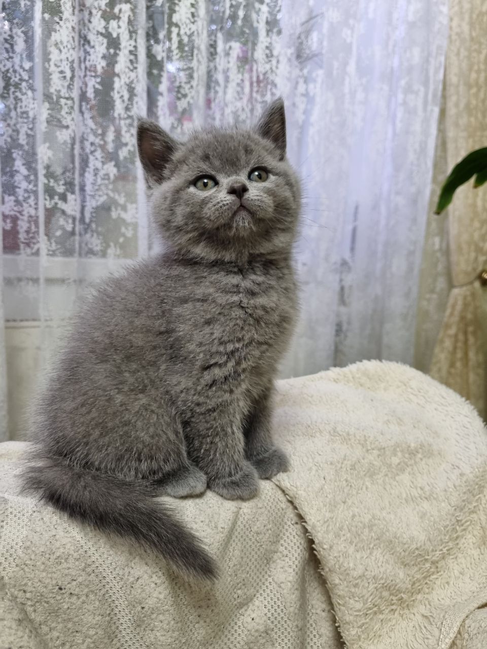 Кошенята котики киці