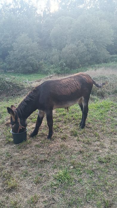 Burro manso Mirandes