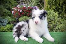 Suczka Border Collie FCI ZKwP
